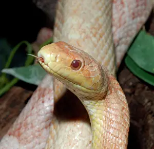 Albinos: Black Rat Snake - albino