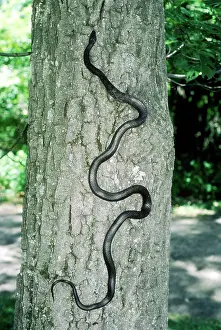 Elaphe: Black Rat Snake climbing a tree