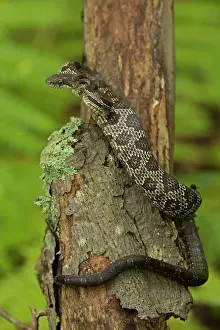 Obsoletus: Black Rat Snake (formerly known as Panteropsis