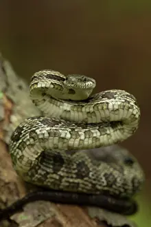 Obsoletus: Black Rat Snake (formerly known as Panteropsis