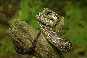 Obsoletus: Black Rat Snake (formerly known as Panteropsis
