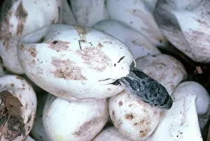 Elaphe: Black Rat Snake Hatching