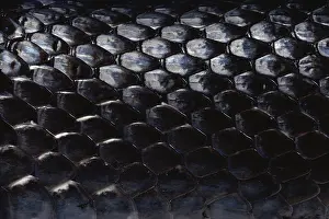 Covering: Black Rat Snake Scales