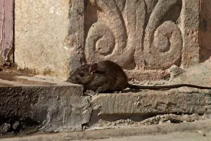 Jaisalmer: Black RAT- at the back of Sudarshan Hotel, Jaisalmer