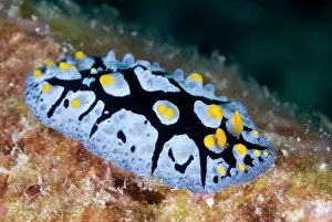 Rayed: Black-rayed Phyllidia Nudibranch
