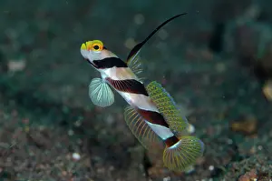 Rayed: Black-rayed Shrimpgoby