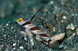 Straits: Black-rayed Shrimpgoby