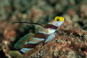 Band: Black-rayed Shrimpgoby - with erect fin - Aw Shucks dive