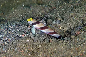 Rayed: Black-rayed Shrimpgoby - with erect fin - Melasti