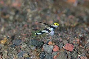 250521: Black-rayed Shrimpgoby with erect fin - Pong Pong