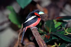 Broadbill: Black & Red Broadbill