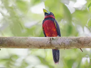 Broadbill: Black and Red Broadbill Cymbirhynchus macrorhync
