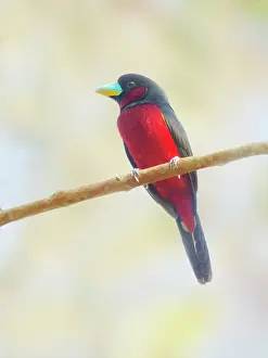 Vietnam: Black and Red Broadbill Cymbirhynchus macrorhynchos