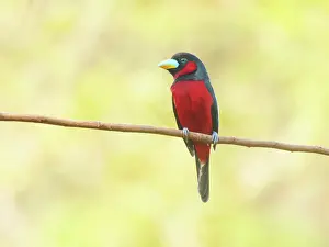 Vietnam: Black and Red Broadbill Cymbirhynchus macrorhynchos