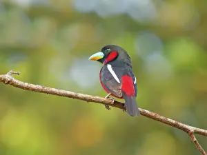 Vietnam: Black and Red Broadbill Cymbirhynchus macrorhynchos