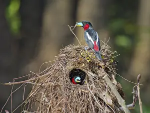 Broadbill: Black and Red Broadbill pair building nest Cymbi