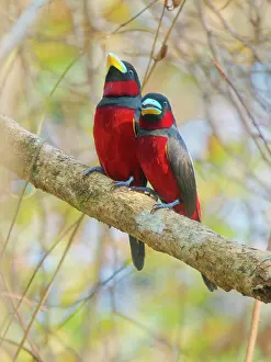 Vietnam: Black and Red Broadbill pair Cymbirhynchus macrorhynchos