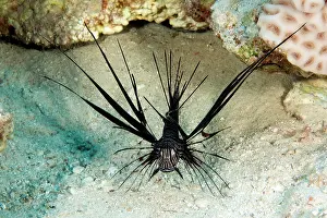 Volitans: Black Red Lionfish (Pterois volitans) on sandy bottom