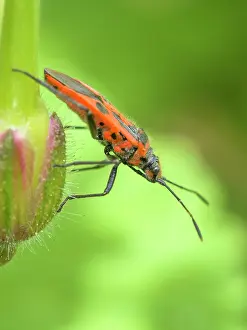 Geoff Du Feu: Black and Red Squash Bug