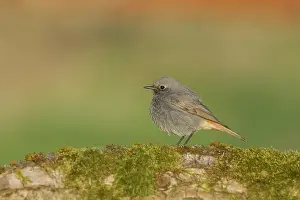 Phoenicurus: Black Redstart