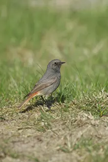 Phoenicurus: Black Redstart