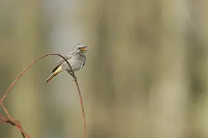 Phoenicurus: Black Redstart