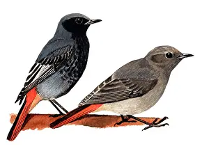 Phoenicurus: Black Redstart