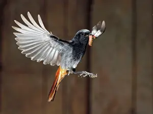 Grub: Black Redstart - adult flying with its prey