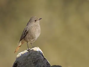 Valencia: Black Redstart - female Phoenicurus ochruros Valencia
