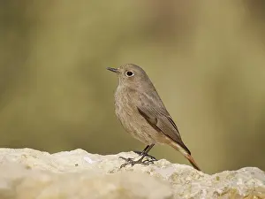 Valencia: Black Redstart - female Phoenicurus ochruros Valencia