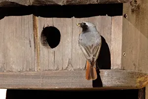 Ochruros: Black Redstart - male with food in mouth - entering nest