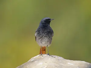 Valencia: Black Redstart - male Phoenicurus ochruros Valencia