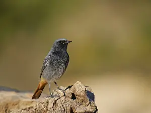 Valencia: Black Redstart - male Phoenicurus ochruros Valencia