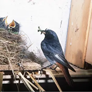 Karin Laub: BLACK REDSTART - at nest, with food in beak for chicks