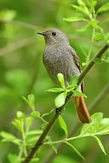 Phoenicurus: Black redstart (Phoenicurus ochruros), female sitting