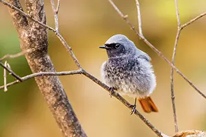 Phoenicurus: Black Redstart (Phoenicurus ochruros) on a branch