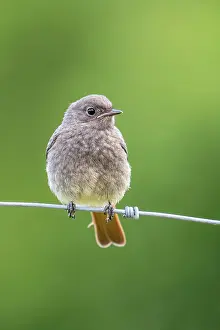 Phoenicurus: Black redstart (Phoenicurus ochruros), Redstart