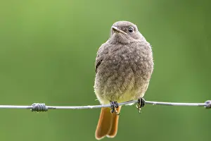Phoenicurus: Black redstart (Phoenicurus ochruros), redstart