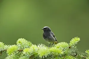 Belgium: Black Redstart (Phoenicurus ochruros) young mal