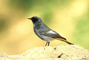 Redstarts: BLACK REDSTART - PORTRAIT