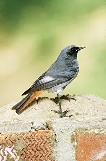 Redstarts: BLACK REDSTART - ON WALL