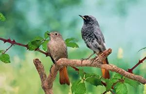 Phoenicurus: Black Redstarts - pair on branch