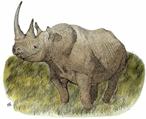 Rhinoceroses: Black Rhineceros