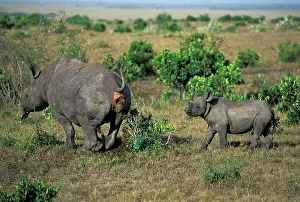 Shit: Black Rhino with baby shitting ( Diceros bicornis)