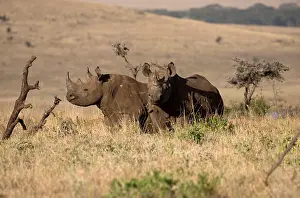 Lipped: Two Black rhino, Diceros bicornis, at Lewa Wildlife