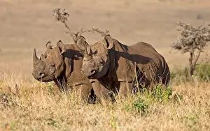 Lipped: Two Black rhino, Diceros bicornis, at Lewa Wildlife