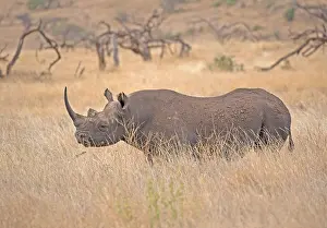 Lipped: Black rhino, Diceros bicornis, at Lewa Wildlife