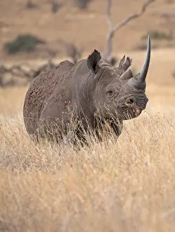 Lipped: A Black rhino, Diceros bicornis, at Lewa Wildlife