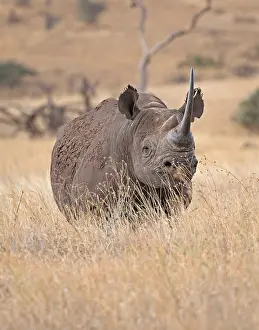 Lipped: A Black rhino, Diceros bicornis at Lewa Wildlife