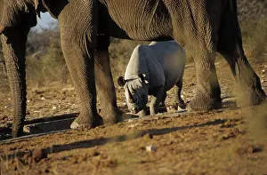 Rhinoceros: Black rhino between elephants (Diceros bicornis)